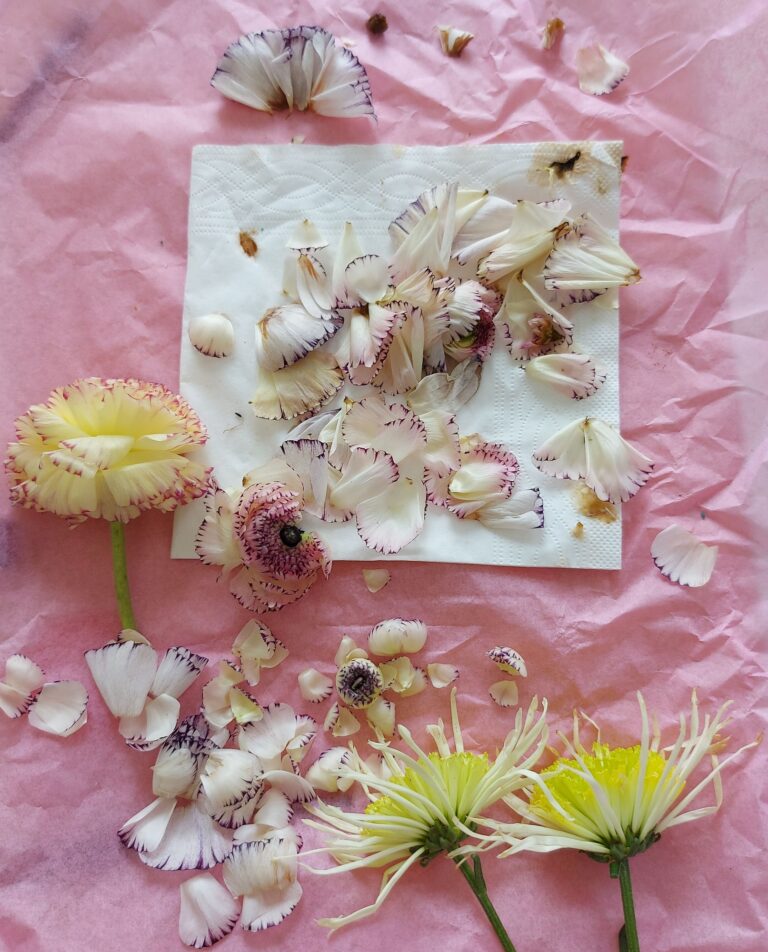 Fleurs de renoncules et autres pétales en cours de préparation pour le séchage et la mise sous presse, sur un fond rose.