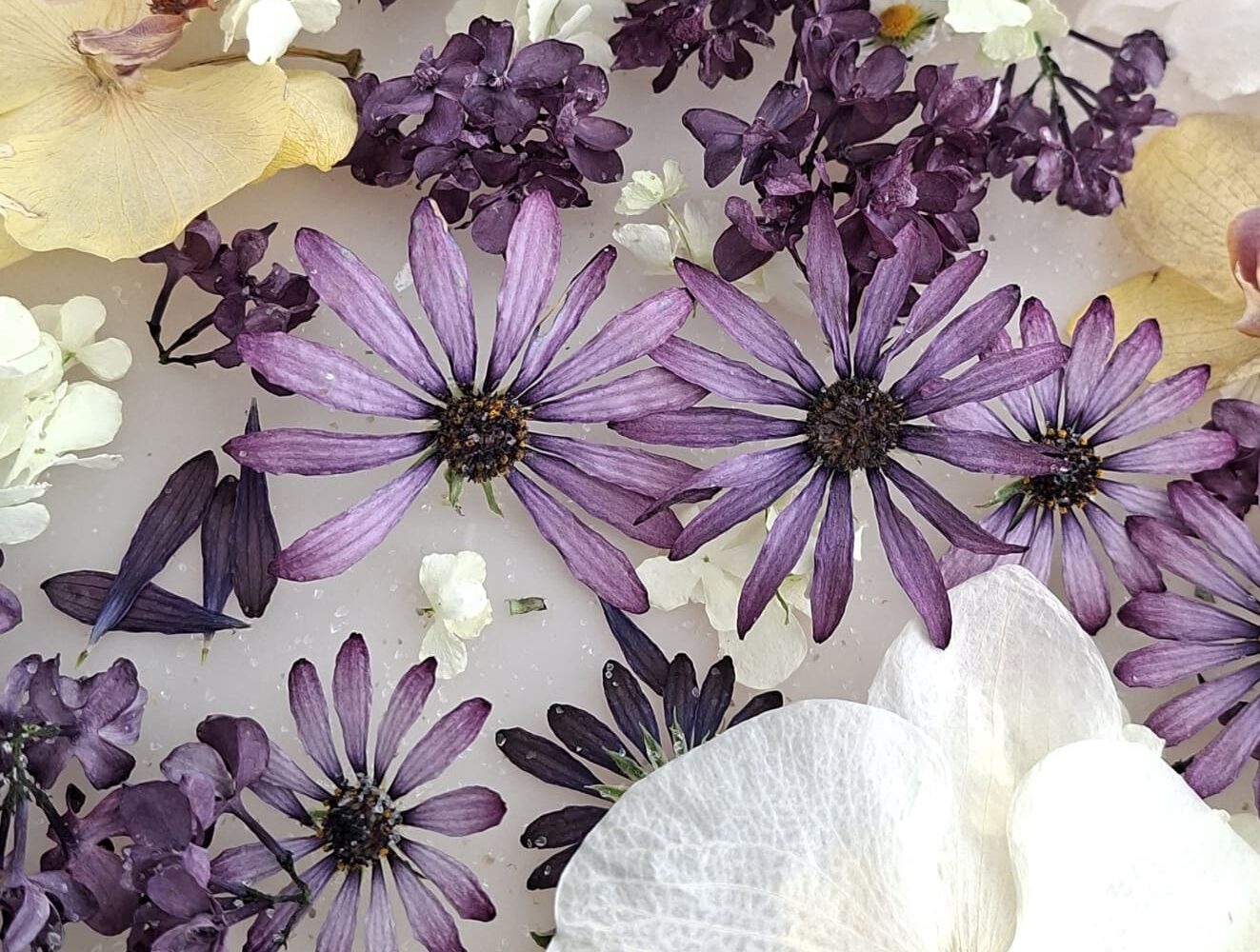 Fleurs séchées et déshydratées à la silice (orchidées, lilas, marguerites mauves et hortensias) pour la création de bijoux botaniques faits main en Bretagne.