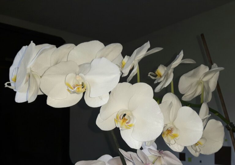 La véritable orchidée blanche Mado d'AnneFicelle Créations en pleine floraison, muse de la collection de bijoux Absolue.